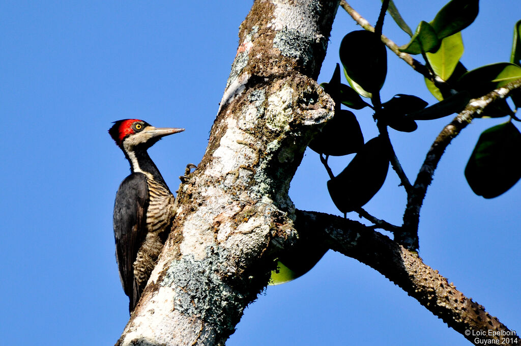 Crimson-crested Woodpecker