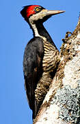 Crimson-crested Woodpecker