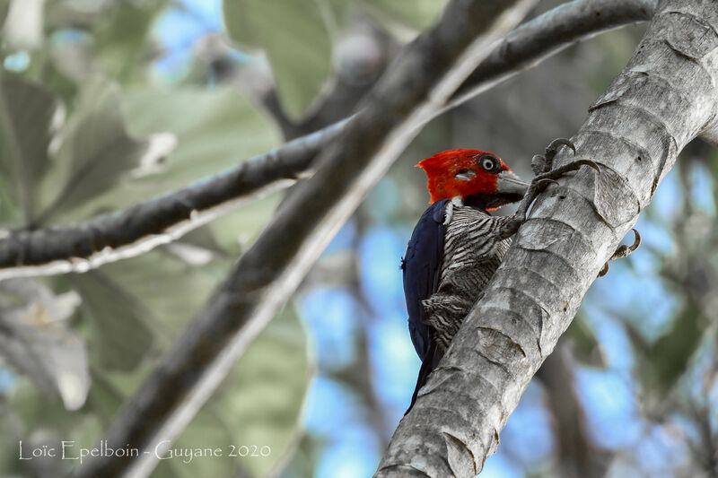 Crimson-crested Woodpecker male adult