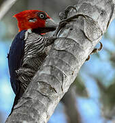 Crimson-crested Woodpecker