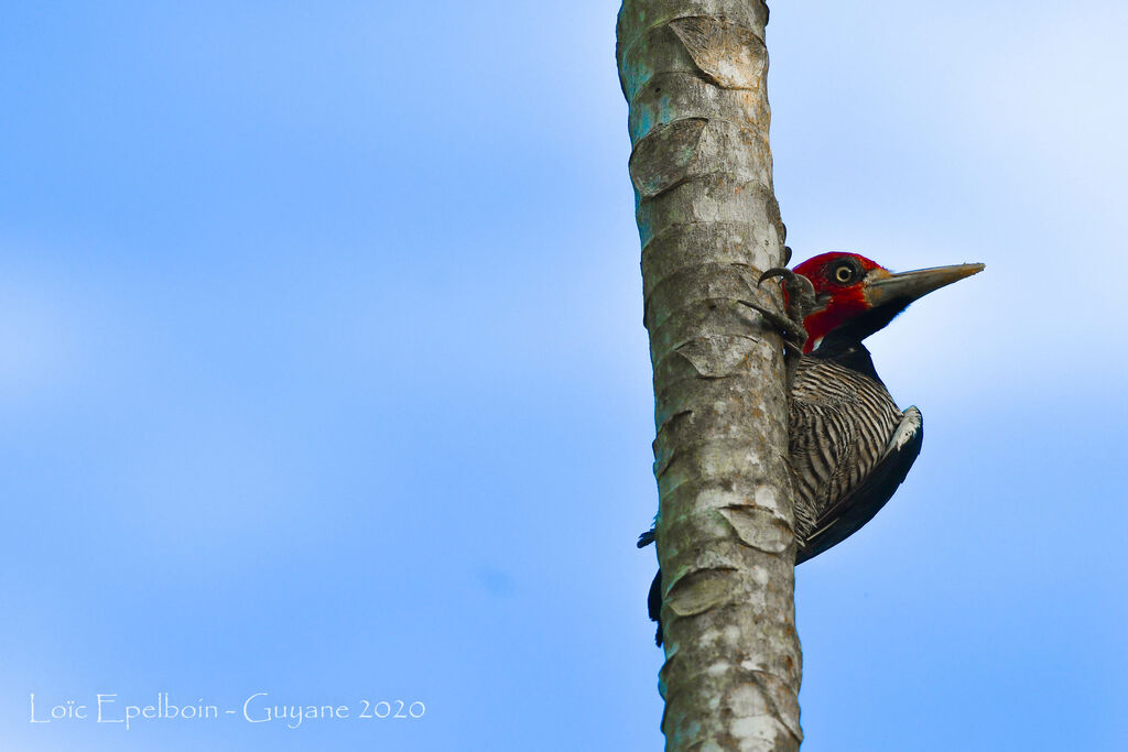 Crimson-crested Woodpecker male adult