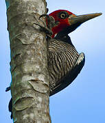 Crimson-crested Woodpecker