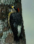 Black-cheeked Woodpecker