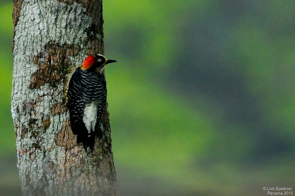 Black-cheeked Woodpecker