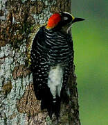 Black-cheeked Woodpecker