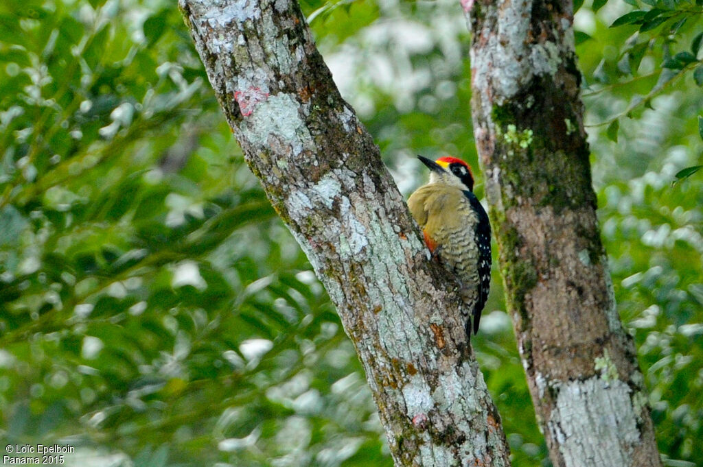 Black-cheeked Woodpecker