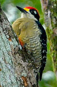 Black-cheeked Woodpecker