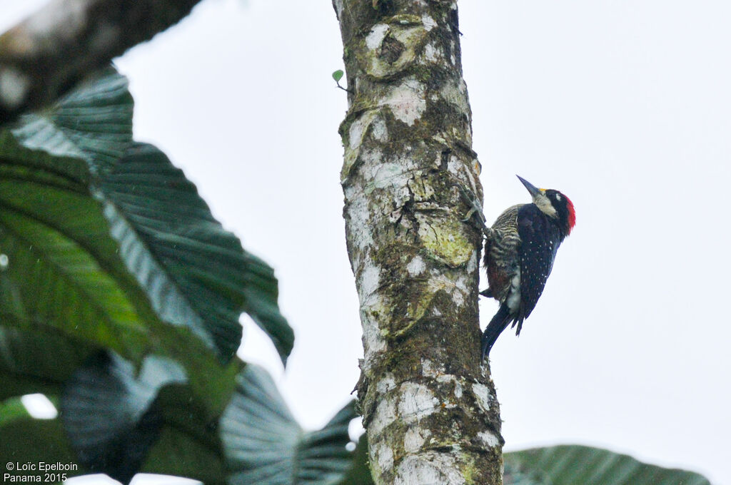 Black-cheeked Woodpecker