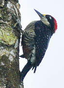 Black-cheeked Woodpecker