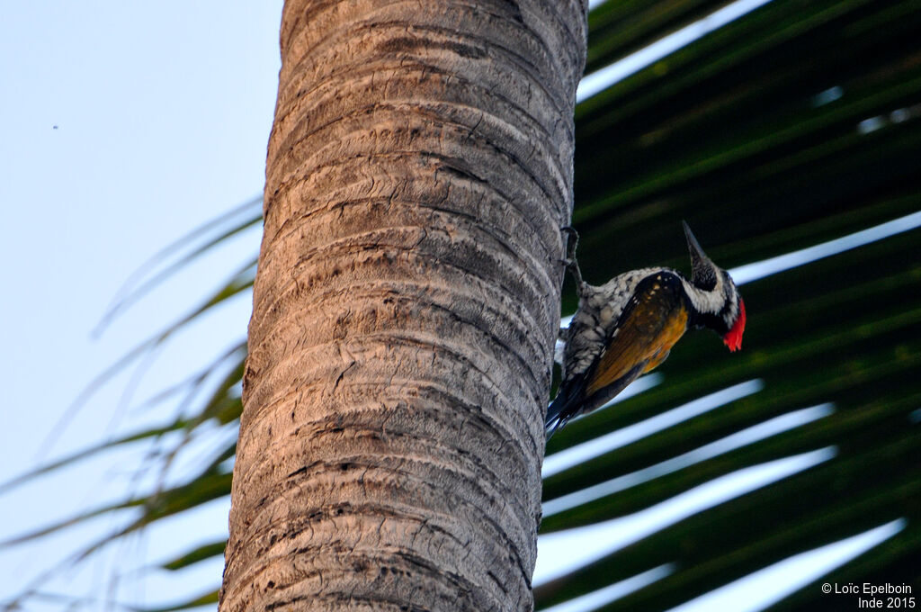 Black-rumped Flameback