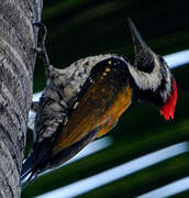 Black-rumped Flameback