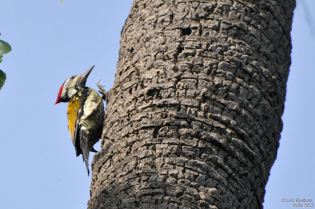 Black-rumped Flameback