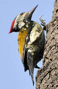 Black-rumped Flameback