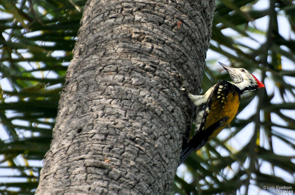 Black-rumped Flameback