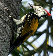 Black-rumped Flameback