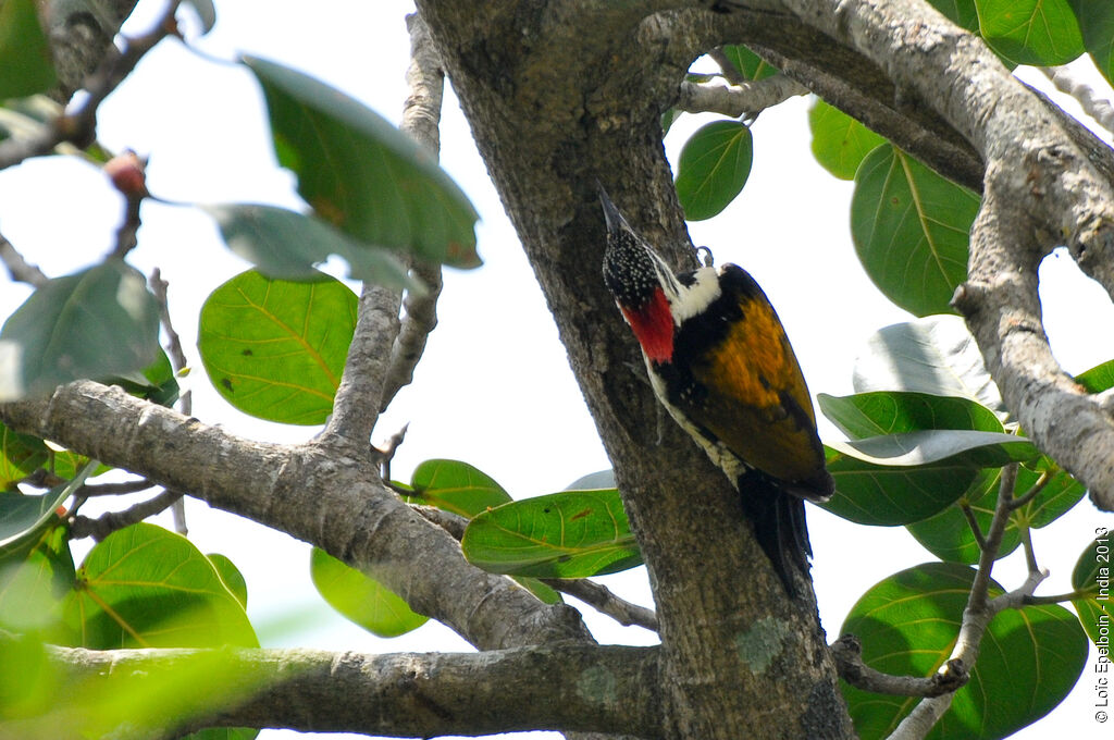 Black-rumped Flameback