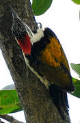 Black-rumped Flameback