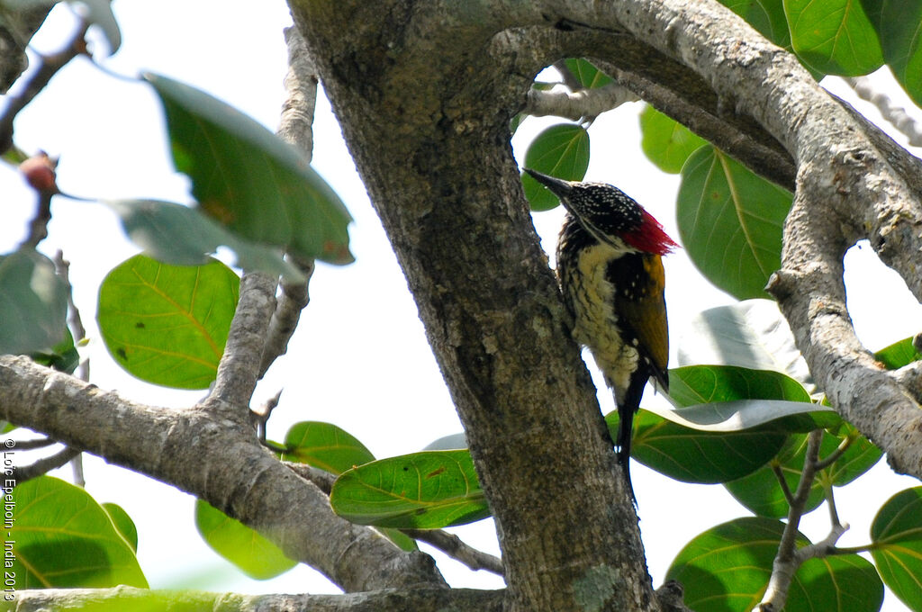 Black-rumped Flameback