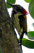 Black-rumped Flameback