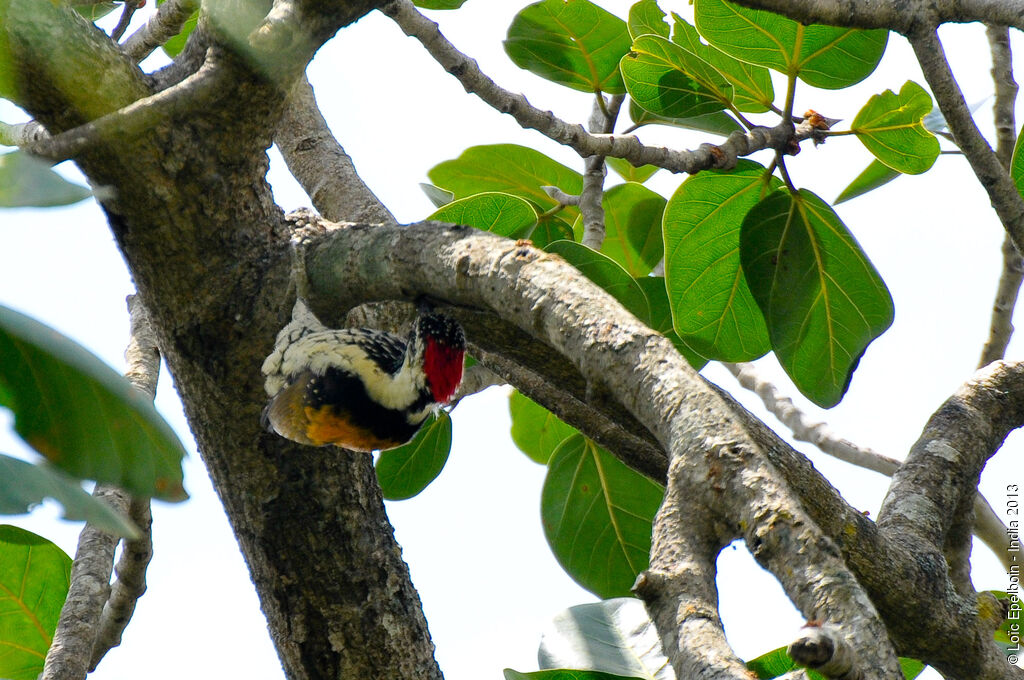 Black-rumped Flameback