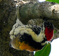 Black-rumped Flameback