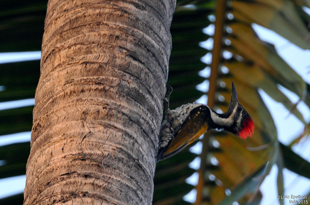 Black-rumped Flameback