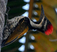 Black-rumped Flameback