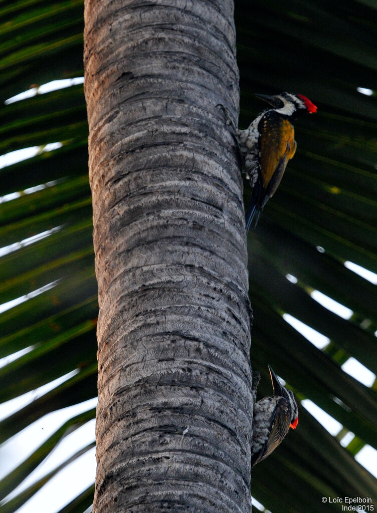 Black-rumped Flameback