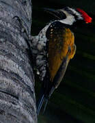 Black-rumped Flameback