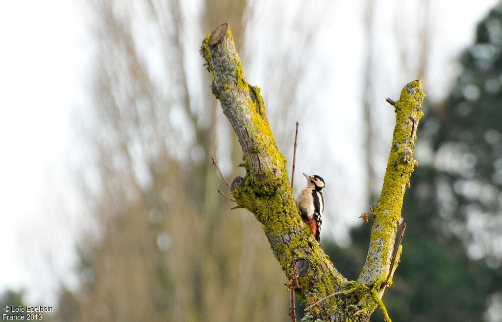 Great Spotted Woodpecker