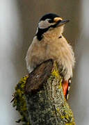 Great Spotted Woodpecker