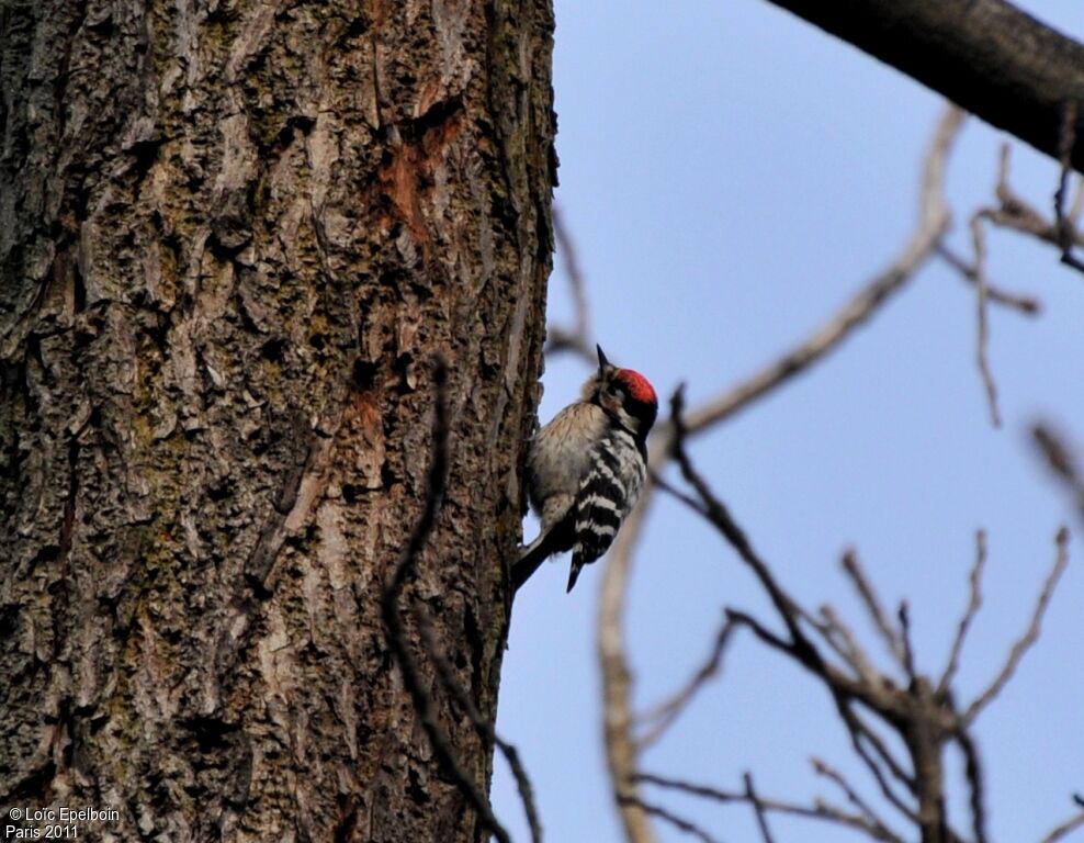 Lesser Spotted Woodpecker