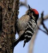 Lesser Spotted Woodpecker