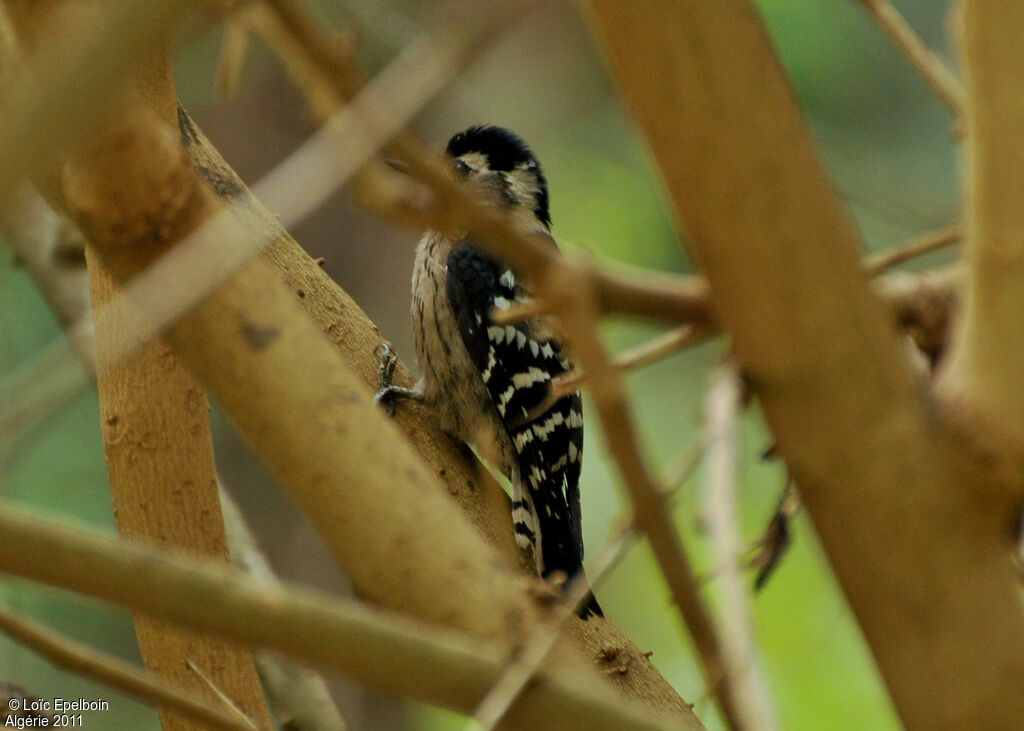 Lesser Spotted Woodpecker