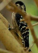 Lesser Spotted Woodpecker