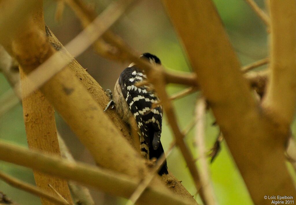 Lesser Spotted Woodpecker