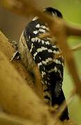 Lesser Spotted Woodpecker