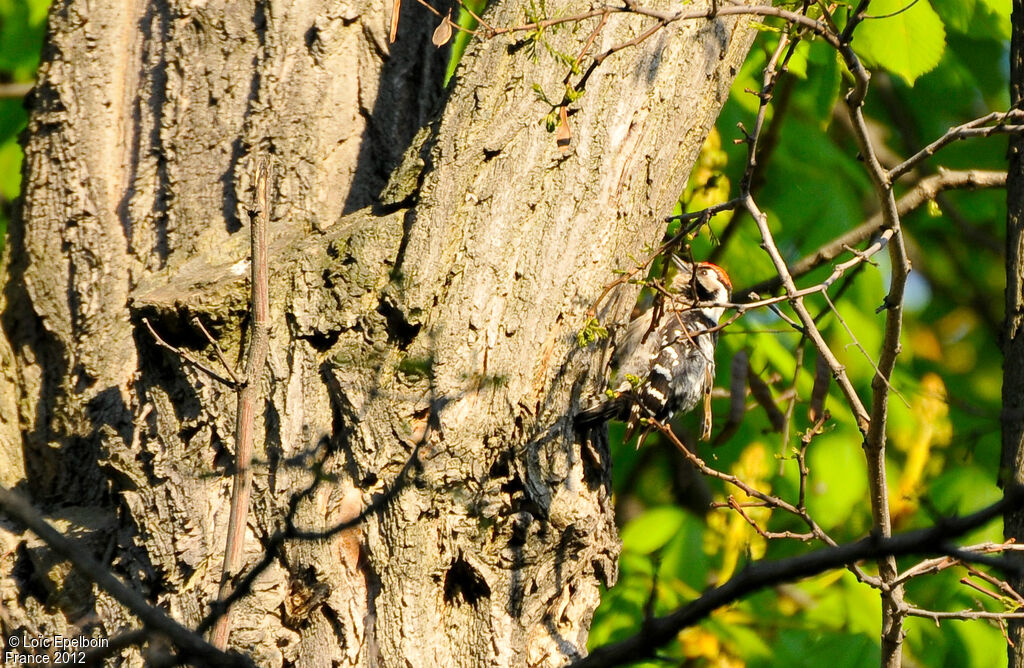 Lesser Spotted Woodpecker