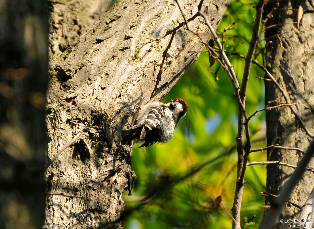 Lesser Spotted Woodpecker