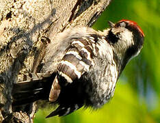 Lesser Spotted Woodpecker