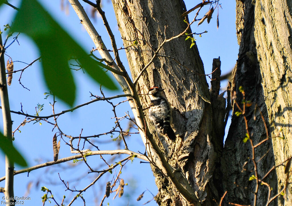 Lesser Spotted Woodpecker