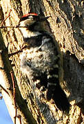 Lesser Spotted Woodpecker