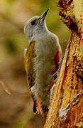 African Grey Woodpecker