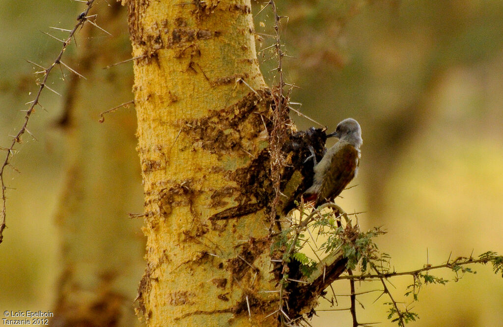 African Grey Woodpecker