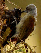 African Grey Woodpecker