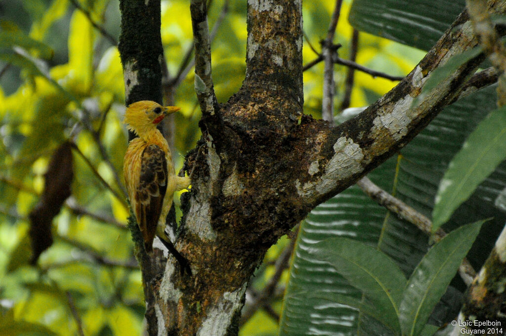 Cream-colored Woodpecker