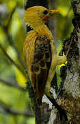 Cream-colored Woodpecker