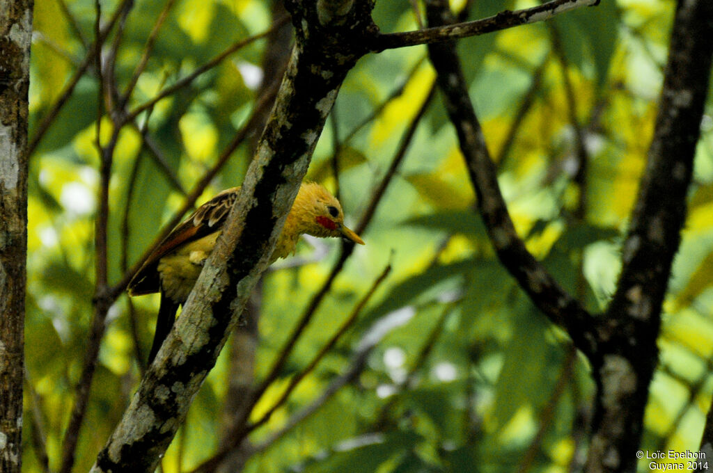 Cream-colored Woodpecker