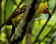 Cream-colored Woodpecker