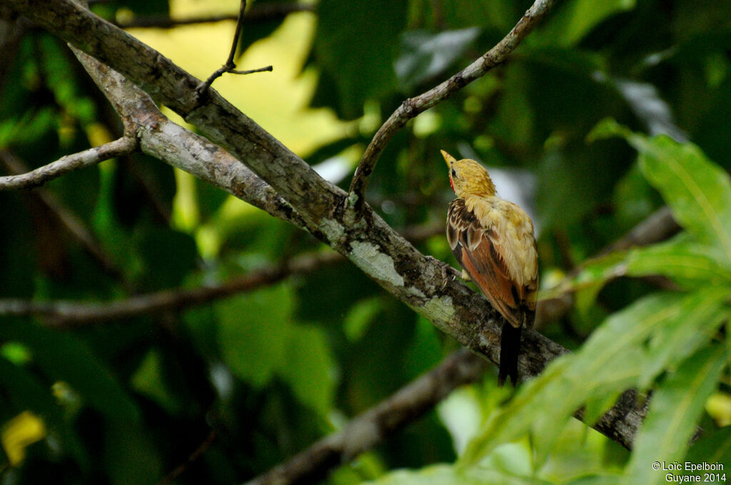 Cream-colored Woodpecker